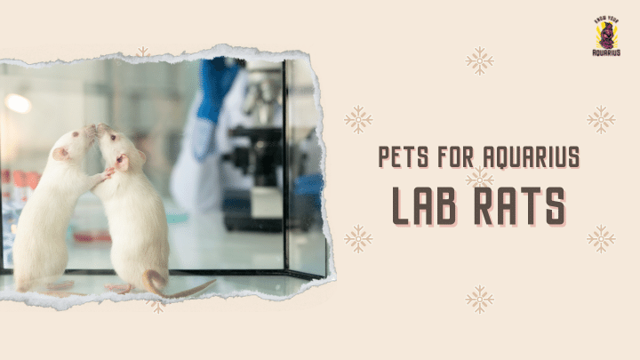 Lab Rats