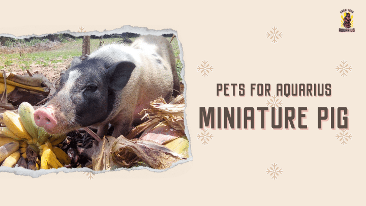 Miniature Pig