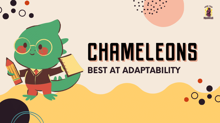 Chameleon Personality